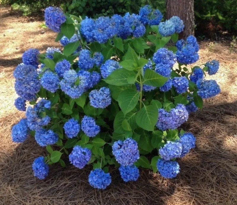 Nikko Blue Hydrangea Live Shrub – Quart Pot, 6-10" Tall – Outdoor Flowering Plant - Image 6