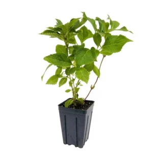 Nikko Blue Hydrangea Live Shrub – Quart Pot, 6-10