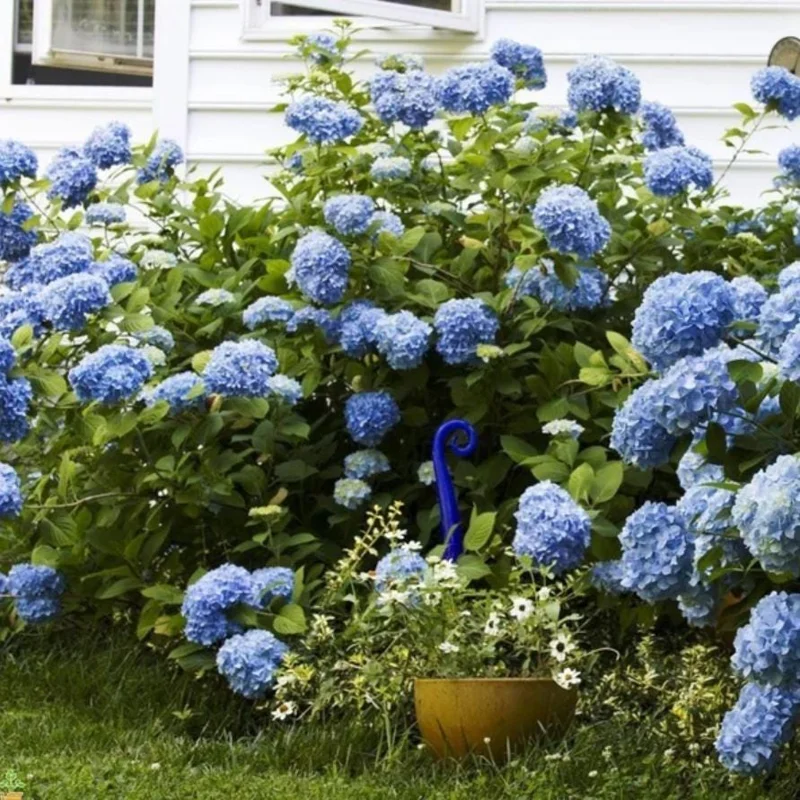 Nikko Blue Hydrangea Live Shrub – Quart Pot, 6-10" Tall – Outdoor Flowering Plant - Image 9