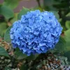 Nikko Blue Hydrangea Live Shrub – Quart Pot, 6-10" Tall – Outdoor Flowering Plant - Image 1