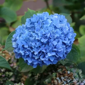 Nikko Blue Hydrangea Live Shrub – Quart Pot, 6-10" Tall – Outdoor Flowering Plant - Image 1