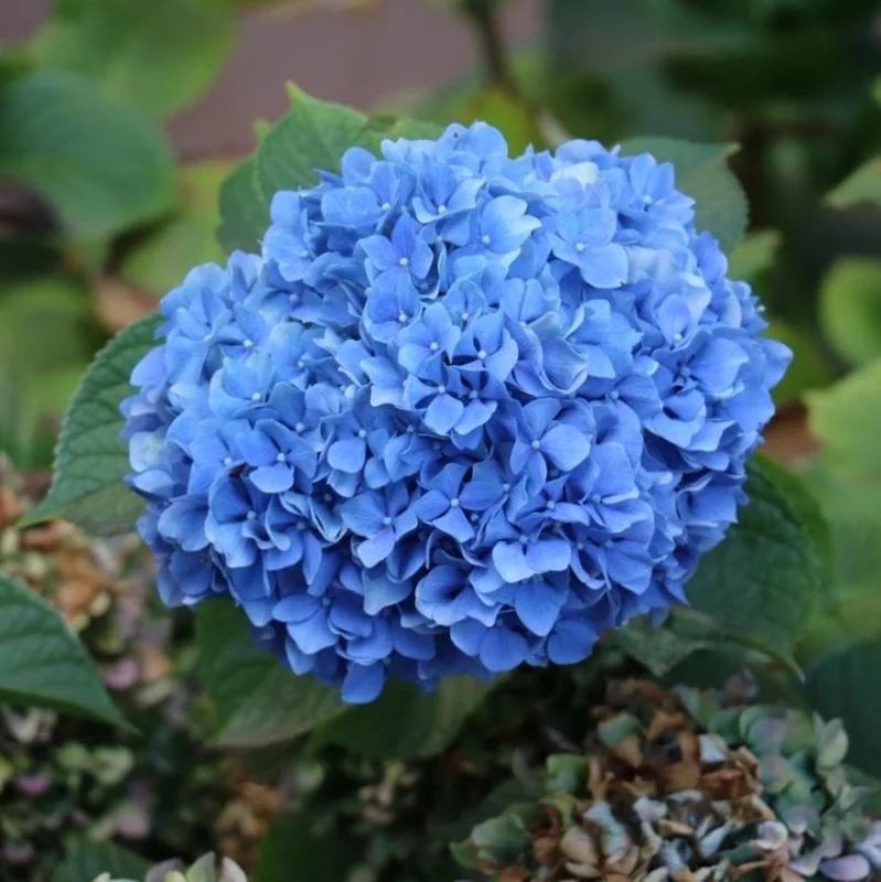 Nikko Blue Hydrangea Live Shrub – Quart Pot, 6-10" Tall – Outdoor Flowering Plant - Image 1