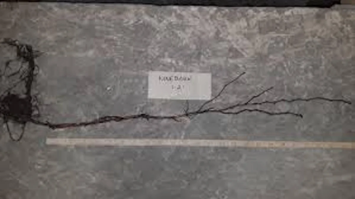 Ninebark Live Plant 12-24in Tall - Hardy Deciduous Shrub Physocarpus opulifolius - Image 2