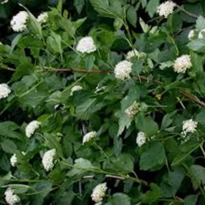 Ninebark Live Plant 12-24in Tall - Hardy Deciduous Shrub Physocarpus opulifolius - Image 4