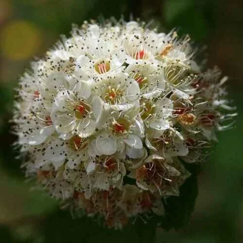 Ninebark Physocarpus opulifolius Live Plant - Bare Root Shrubs - 12-18 Inches Tall - Set of 2 - Image 3