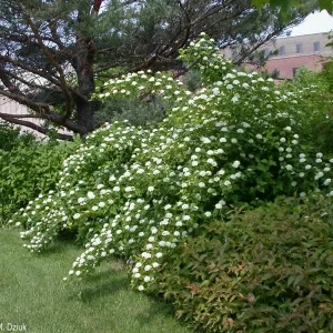 Ninebark Physocarpus opulifolius Live Plant - Bare Root Shrubs - 12-18 Inches Tall - Set of 2 - Image 1