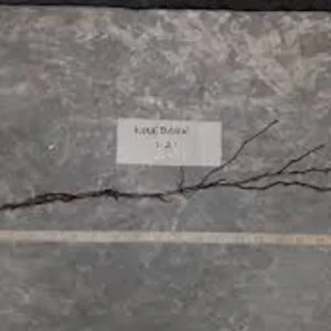 Ninebark Plant Live Shrub – Physocarpus opulifolius – 12-24in Tall – Hardy Deciduous Outdoor - Image 2