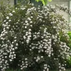 Ninebark Shrub Live Plant - Summer Wine® - Showy Flowers - Hardy - 5-6 ft - Image 1