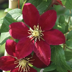 Niobe Clematis Vine - Live Plant - Deep Ruby Red Flowers - 2.5