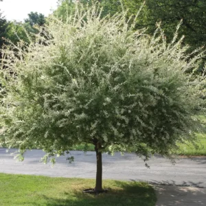 Nishiki Willow Live Plant – Dappled Willow, Salix integra 'Hakuro-nishiki', 1 Gallon Pot, 2-3 ft Tall - Image 2