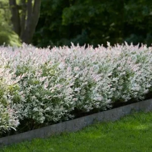 Nishiki Willow Live Plant – Hakuro Nishiki Salix Integra – 2.5