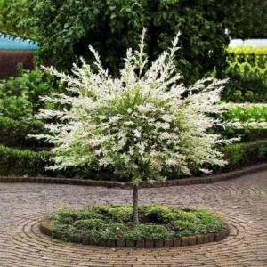 Nishiki Willow Live Plant – Hakuro Nishiki Salix Integra – 2.5
