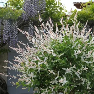 Nishiki Willow Live Plant – Hakuro Nishiki Salix Integra – 2.5