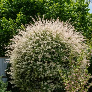 Nishiki Willow Live Plant – Hakuro Nishiki Salix Integra – 2.5