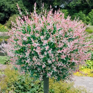 Nishiki Willow Live Plant – Hakuro Nishiki Salix Integra – 2.5