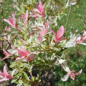 Nishiki Willow Live Plant – Hakuro Nishiki Salix Integra – 2.5