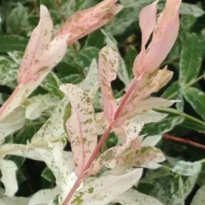 Nishiki Willow Live Plant – Hakuro Nishiki Salix Integra – 2.5