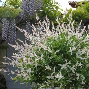 Nishiki Willow Live Plant – Quart Pot – Variegated Pink White Green Foliage – Fast Growing Shrub - Image 10
