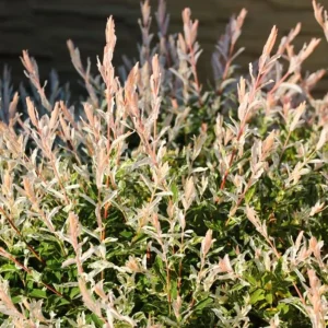 Nishiki Willow Live Plant – Quart Pot – Variegated Pink White Green Foliage – Fast Growing Shrub - Image 2