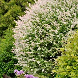 Nishiki Willow Live Plant – Quart Pot – Variegated Pink White Green Foliage – Fast Growing Shrub - Image 3