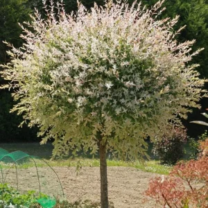 Nishiki Willow Live Plant – Quart Pot – Variegated Pink White Green Foliage – Fast Growing Shrub - Image 5