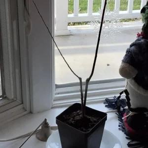 Nishiki Willow Live Plant – Quart Pot – Variegated Pink White Green Foliage – Fast Growing Shrub - Image 6