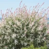Nishiki Willow Live Plant – Quart Pot – Variegated Pink White Green Foliage – Fast Growing Shrub - Image 1