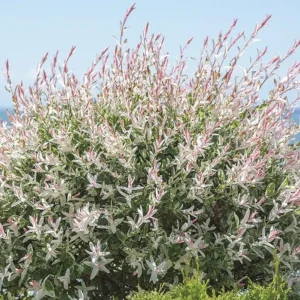Nishiki Willow Live Plant – Quart Pot – Variegated Pink White Green Foliage – Fast Growing Shrub - Image 1