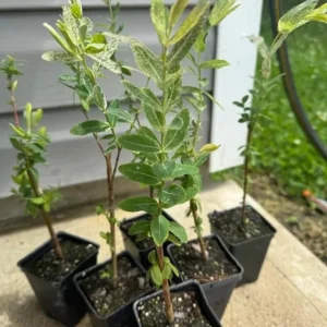 Nishiki Willow Live Plant – Quart Pot – Variegated Pink White Green Foliage – Fast Growing Shrub - Image 7