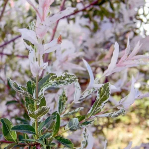 Nishiki Willow Live Plant – Quart Pot – Variegated Pink White Green Foliage – Fast Growing Shrub - Image 8
