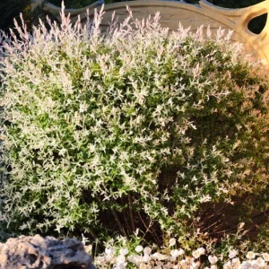 Nishiki Willow Live Plant – Quart Pot – Variegated Pink White Green Foliage – Fast Growing Shrub - Image 9