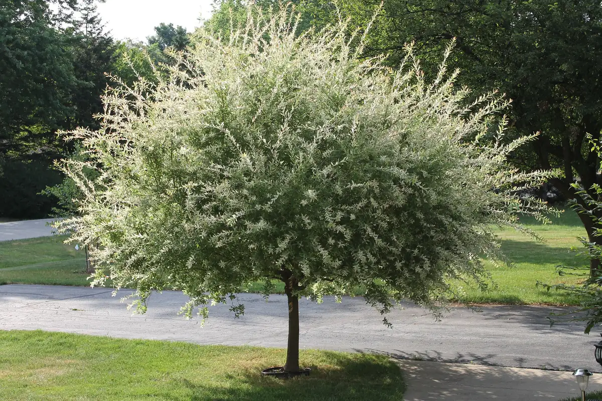 Nishiki Willow Live Plant – Variegated Dappled Willow – 1 Quart Pot – Outdoor Shrub - Image 1