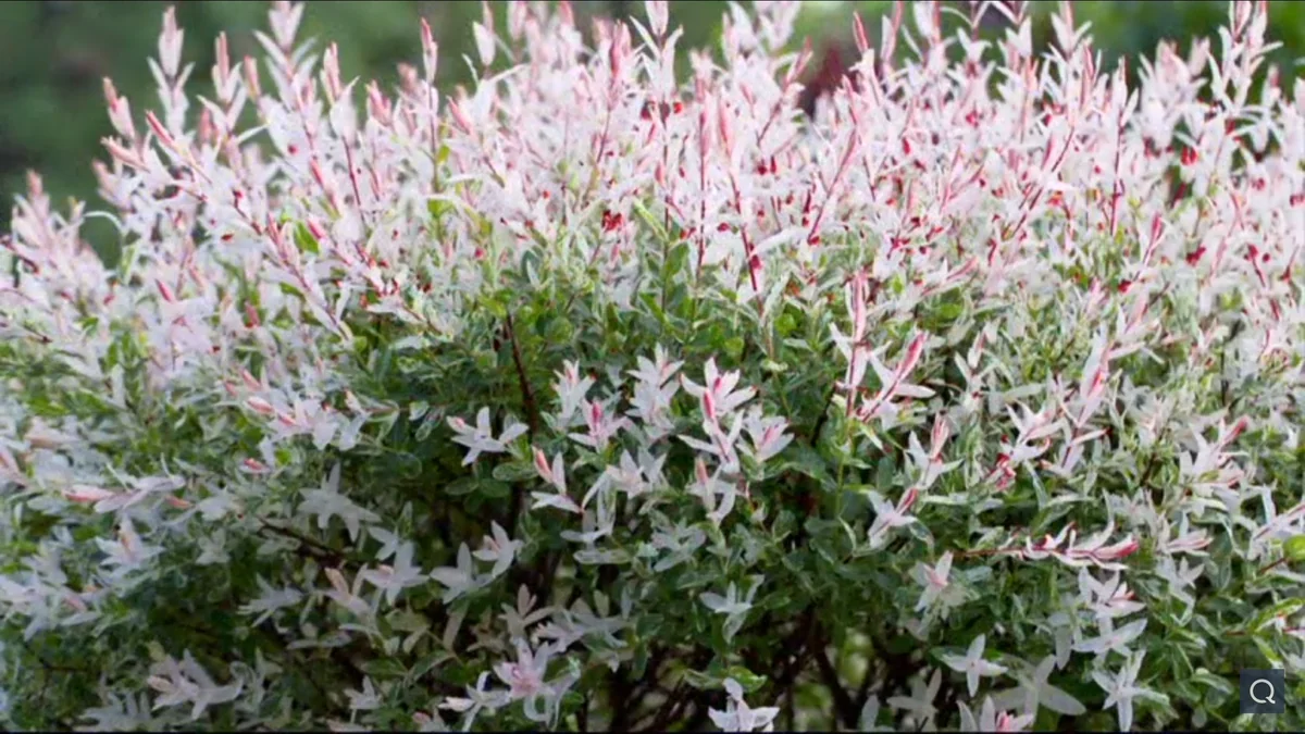 Nishiki Willow Live Plant – Variegated Dappled Willow – 1 Quart Pot – Outdoor Shrub - Image 2