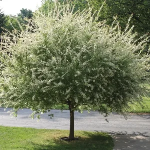 Nishiki Willow Live Plant - Variegated Dappled Willow - 2.5