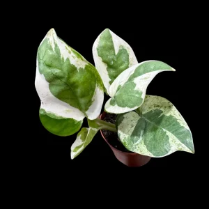 N'joy Pothos Live Plant – 1.5 inch Pot – Low Light Indoor Houseplant - Image 3