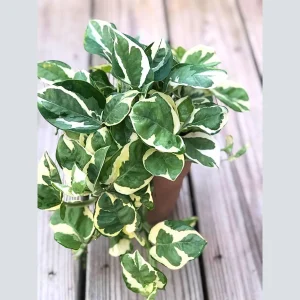 N'Joy Pothos Live Plant – 4 inch Nursery Pot – Variegated Indoor Houseplant - Image 2