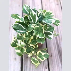 N'Joy Pothos Live Plant – 4 inch Nursery Pot – Variegated Indoor Houseplant - Image 4