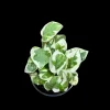 N'Joy Pothos Live Plant - 4" Pot, White Variegated Indoor Houseplant - Image 1