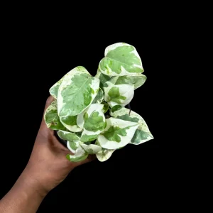 N'Joy Pothos Live Plant - 4