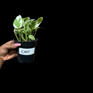 N'Joy Pothos Live Plant - 4