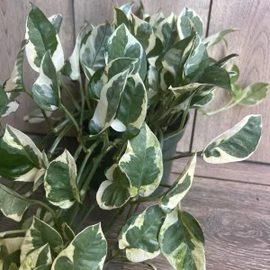 N'Joy Pothos Live Plant, 6 inch Pot - Epipremnum Aureum Indoor Plant - Image 2