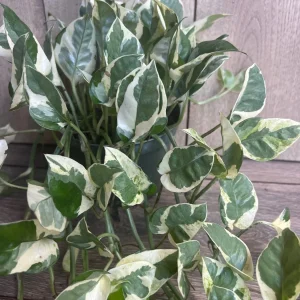 N'Joy Pothos Live Plant, 6 inch Pot - Epipremnum Aureum Indoor Plant - Image 1