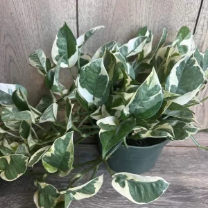 N'Joy Pothos Live Plant, 6 inch Pot - Epipremnum Aureum Indoor Plant - Image 4