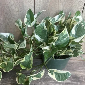 N'Joy Pothos Live Plant, 6 inch Pot - Epipremnum Aureum Indoor Plant - Image 5