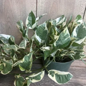 N'Joy Pothos Live Plant, 6 inch Pot - Epipremnum Aureum Indoor Plant - Image 6