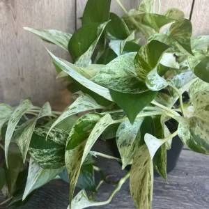 N'Joy Pothos Live Plant, 6 inch Pot - Epipremnum Aureum Indoor Plant - Image 7