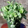 N'Joy Pothos Live Plant – 8 inch Hanging Basket – Variegated Houseplant – Low Light Indoor Plant - Image 1