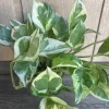 N'Joy Pothos Live Plant - Epipremnum Aureum - 4 inch Pot - Indoor - Image 1