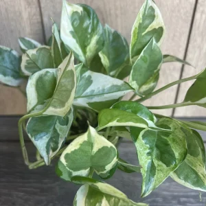 N'Joy Pothos Live Plant - Epipremnum Aureum - 4 inch Pot - Indoor - Image 2