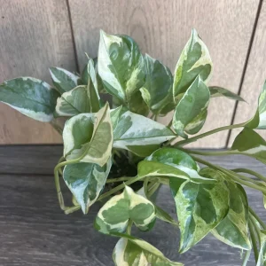 N'Joy Pothos Live Plant - Epipremnum Aureum - 4 inch Pot - Indoor - Image 4